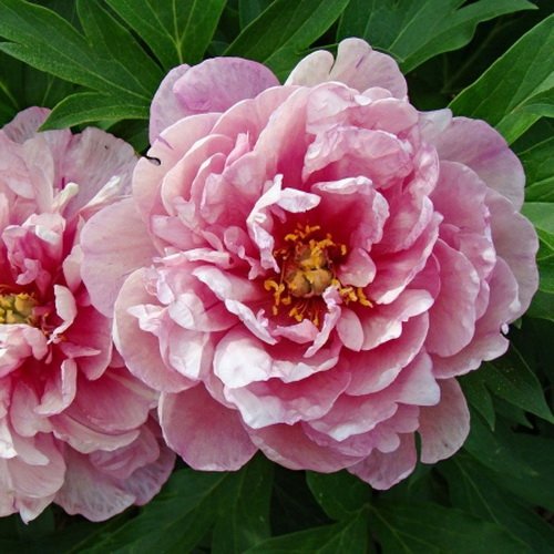 Paeonia Pink Double Dandy