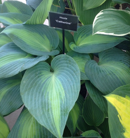 Hosta Caterine_6