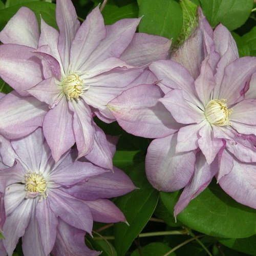 Clematis Proteus_4