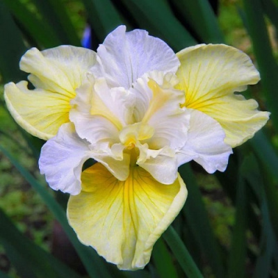 Iris sibirica Yellow Tail