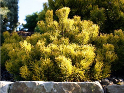 Pinus mugo Carsten's Wintergold