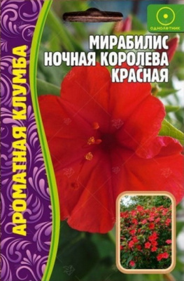 Мирабилис Ночная королева красная