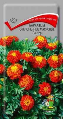 Бархатцы Пантер отклоненные