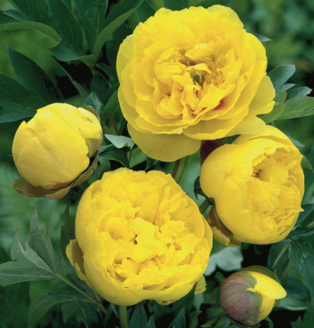 Yellow Crown