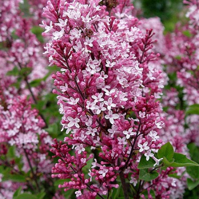 Syringa Tinkerbelle