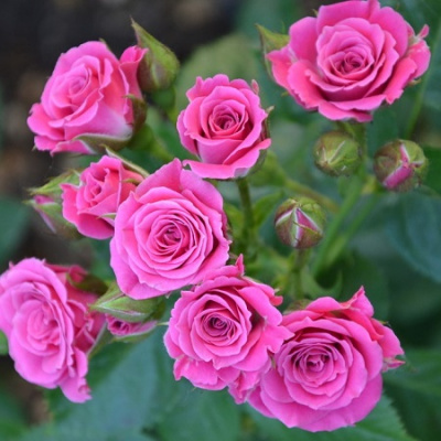 Rosa Orion