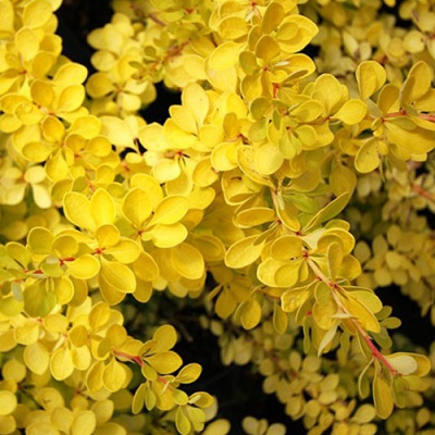 Berberis thunbergii  Sunny