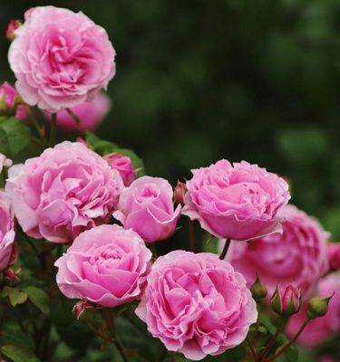 Rosa Princess Claire of Belgium