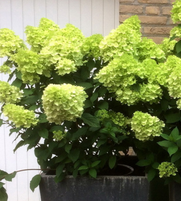Hydrangea paniculata Mojito