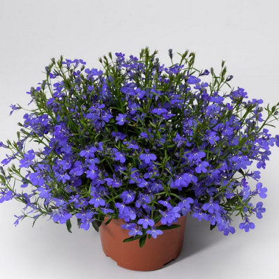 Laguna Trailing Dark Blue