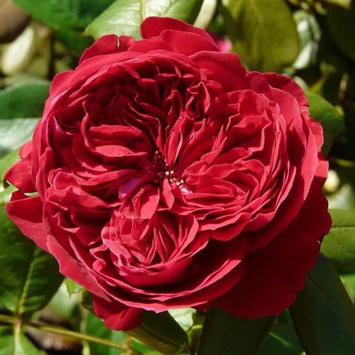Rosa Alain Souchon_4