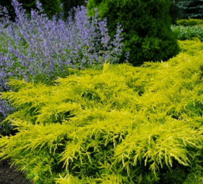 Juniperus media Old Gold
