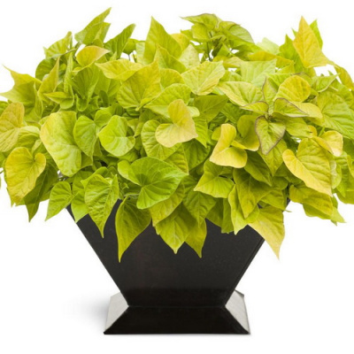 Ипомея Блэк Харт (Ipomoea Compact Yellow)