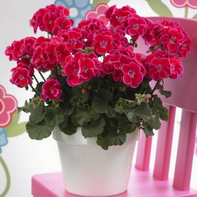 Castello Tammo Rose Eye