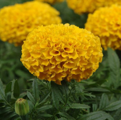 Taishan Gold
