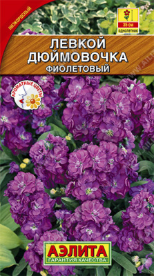 Левкой карликовый Дюймовочка фиолетовый