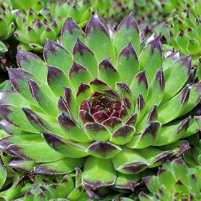 Sempervivum Reinhard_1