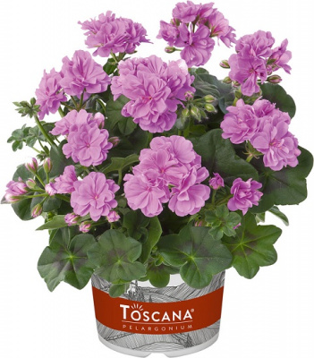 Пеларгония Medio Teske lavender