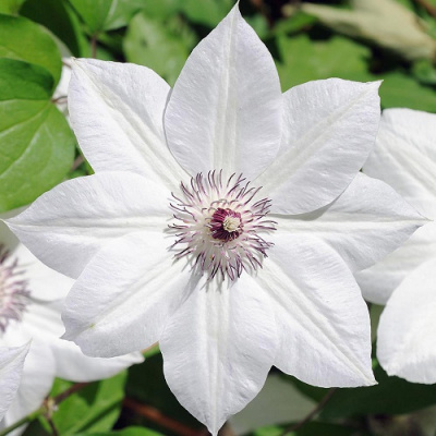 Clematis Snow Queen