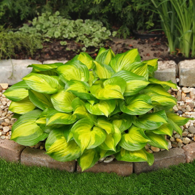 Hosta Lakeside Banana Bay