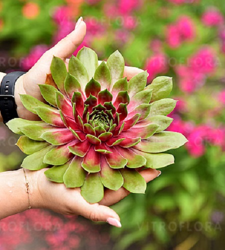 Sempervivum BigSam Pink Pomelo_2