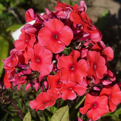 Phlox Juliglut_1