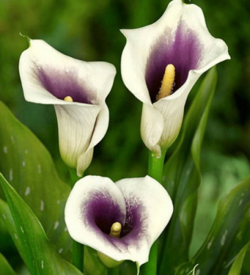 Zantedeschia Picasso