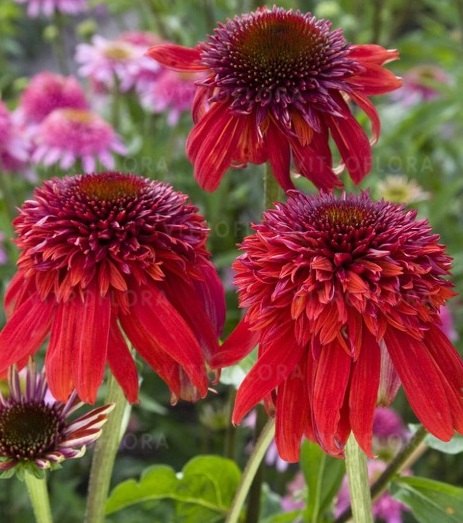 Echinacea Eccentric_3