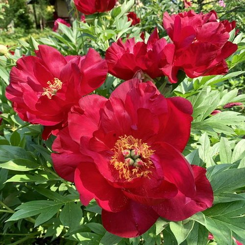 Paeonia Scarlet Heaven_2