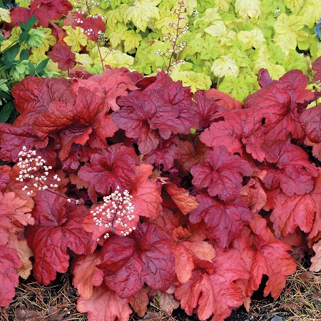 Heuchera Fire Alarm (1)