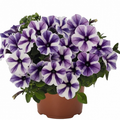 Петуния Sweetunia Starfish
