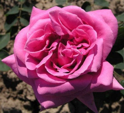 Rosa Eminence