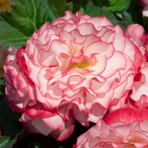 Begonia NonStop Rose Picotee_2