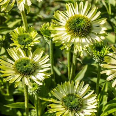 Green Jewel