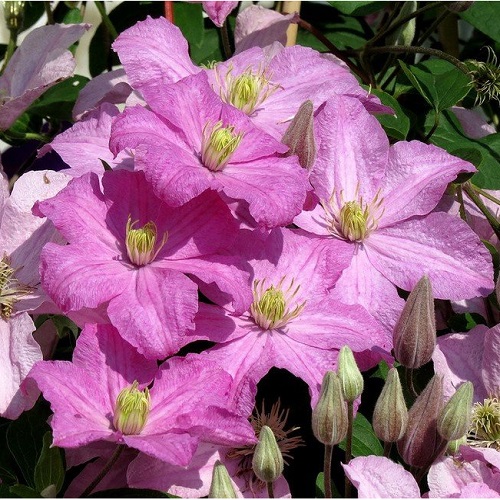 Clematis Comtesse De Bouchaud_1