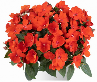 Impatiens Sol Luna Orange