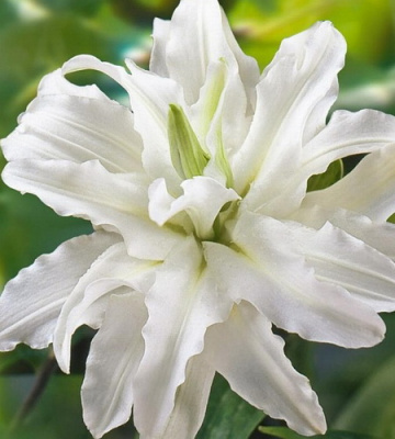 Lilium Roselily Angela