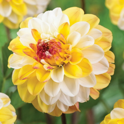 Dahlia Double Jill