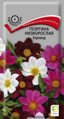 Георгина Хоровод низкорослая