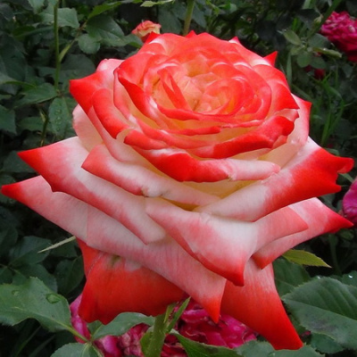 Rosa Imperatrice Farah