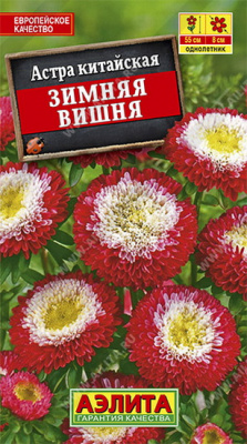 Астра Зимняя Вишня помпонная