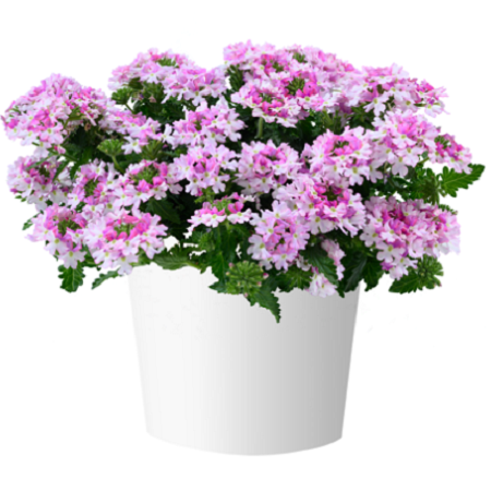 vanessa-bicolor-light-pink