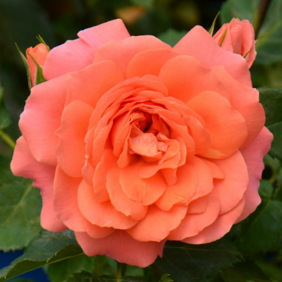 Rosa Juicy