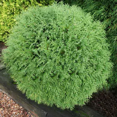 Thuja occidentalis Little Champion