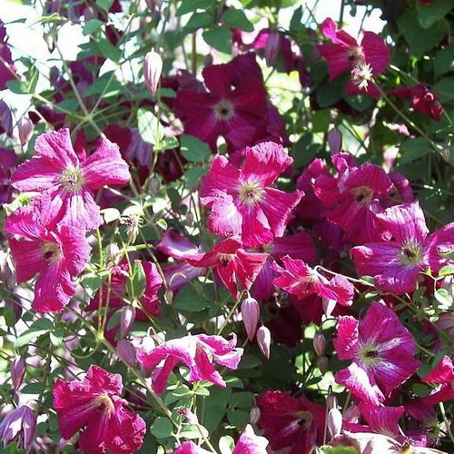 Clematis Rubra_4