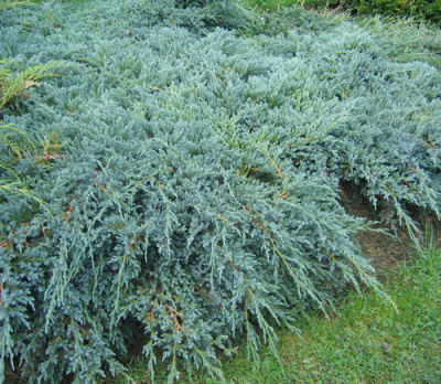Juniperus squamata Blue Carpet