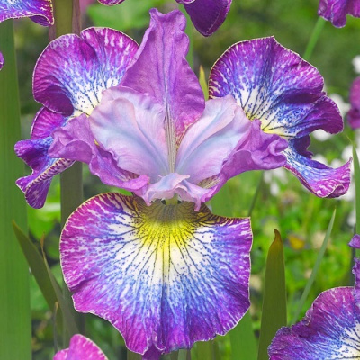 Iris sibirica How Audacious