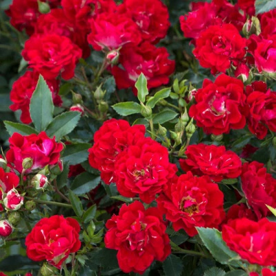 Rosa Red Drift