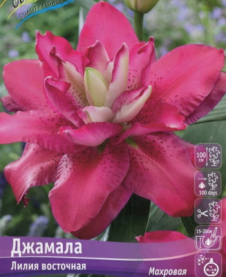 Lilium Jamala