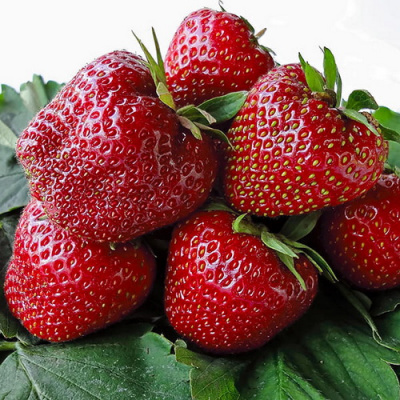 Земляника ремонтантная Кабрилло